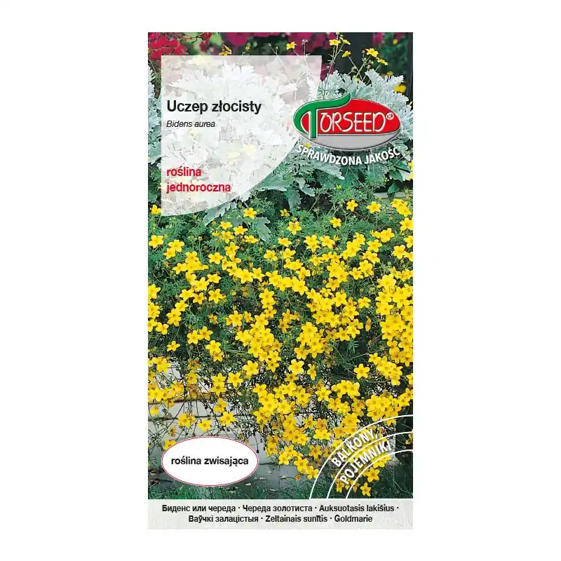 Uczep złocisty - Bidens aurea żółty 0,2g